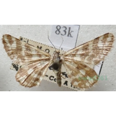 Narraga fasciolaria (Hufnagel, 1767) Witalnik byliczak Czech83k